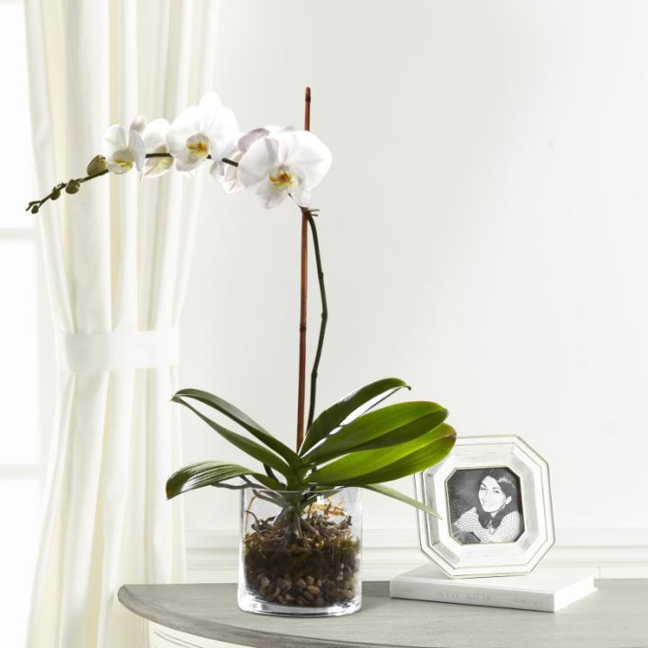 Orchid Plant Floral Vases and Baskets