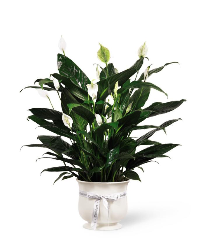 Comfort Planter Floral Vases and Baskets